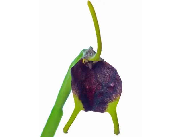Masdevallia posadae f rugosepala (Masdevallia)