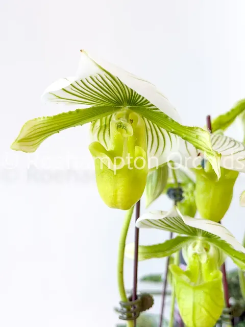 Paphiopedilum Yi-Ying Green Coral (Paphiopedilum)