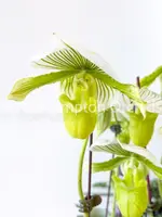 Paph. Yi-Ying Green Coral — Blooming size