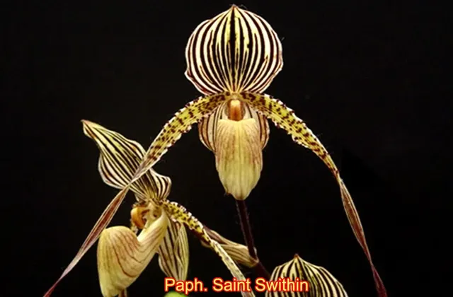 Paphiopedilum Saint Swithin × (rothschildianum 'Jungle Selected' × rothschildianum 'Atlantis')