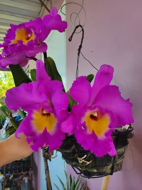 Rhyncholaeliocattleya Volcano Empress