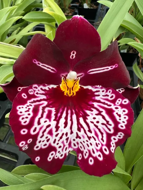 Miltoniopsis Lennart Karl Gottling 'Hula Skirt'