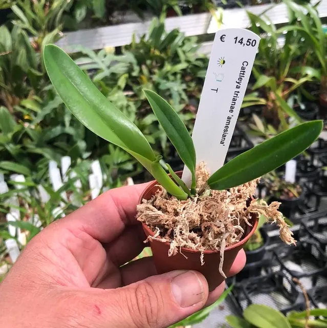 Cattleya trianae 'amesiana' (Cattleya)