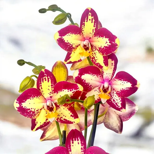 Phalaenopsis Younghome Victory Star (Phalaenopsis)