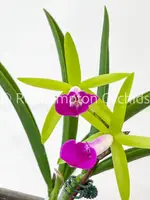 Bc. Gulfshore's Beauty 'Torino' BM/JOGA — Blooming size