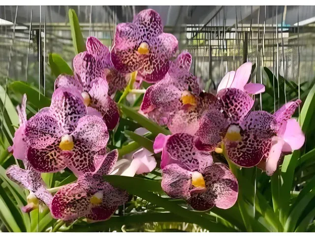 Vanda Kulwadee Fragrance x Chaopraya Sapphire (Vanda)