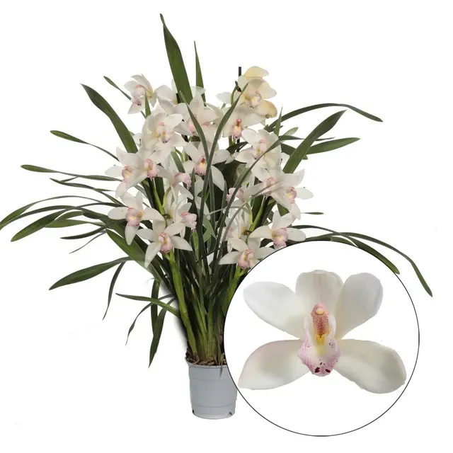 Cymbidium Lucky Kate