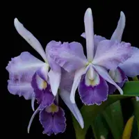 Cattleya Egeria 'Granier's Blue Glory' - HCC-AOS