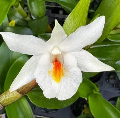 Dendrobium Christy Dawn (Dendrobium)