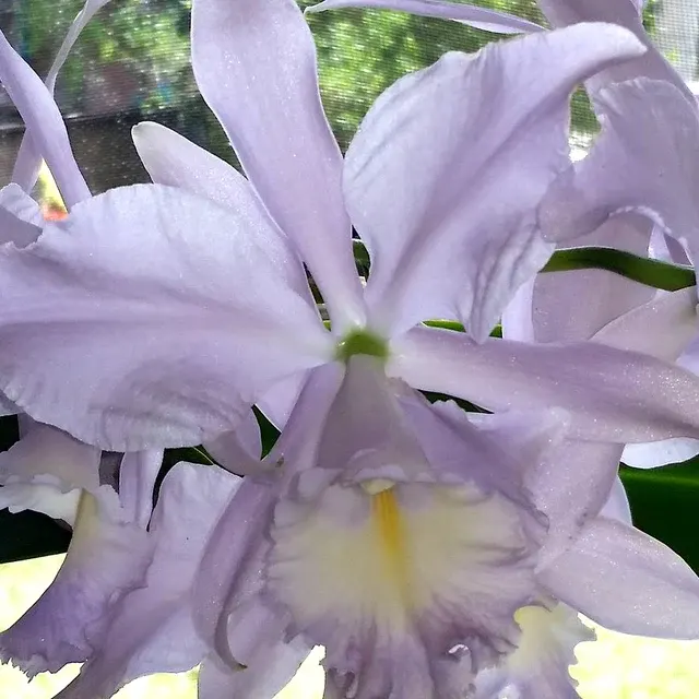 Cattleya Sea Breeze