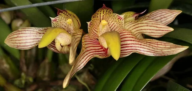 Bulbophyllum bicolor (Bulbophyllum)