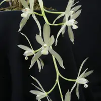 Plant Rare Species Orchid Cymbidium dayanum var alba Rare Live PLant