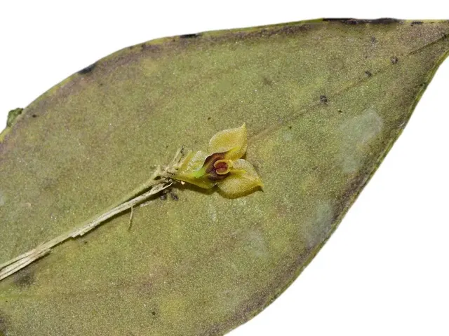 Lepanthes chrysokallos