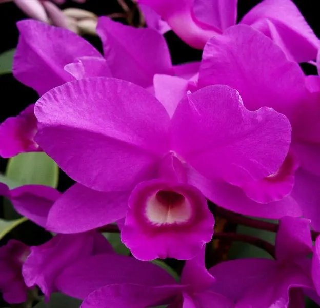 Cattleya skinneri 'Heiti Jacobs'