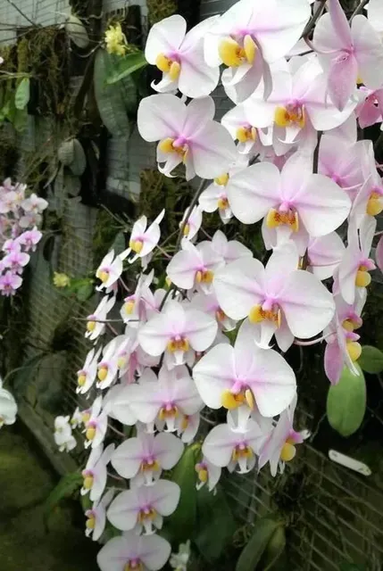 Phalaenopsis schilleriana x (Phalaenopsis)