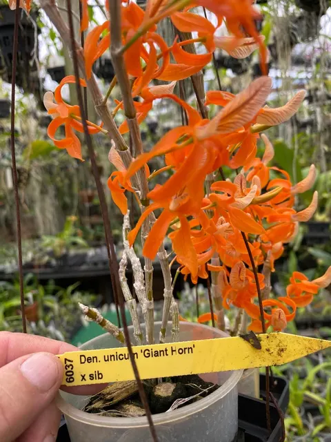 Dendrobium unicum 'Giant Horn' (Dendrobium)