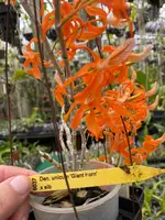 Den. unicum 'Giant Horn'