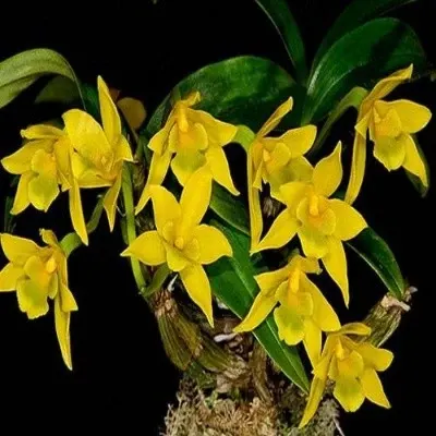 Dendrobium trigonopus sp (Dendrobium)