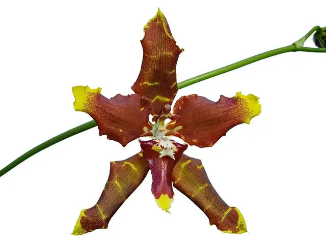 Cyrtocidium Ken Meier (Cyrtocidium)