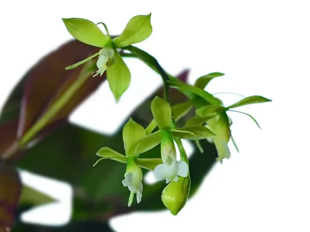 Epidendrum macbridei (Epidendrum)