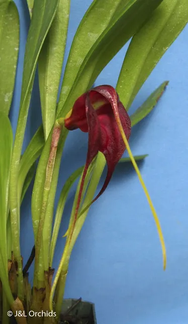 Masdevallia rolfeana (Masdevallia)