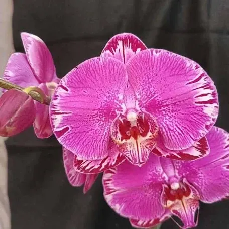 Phalaenopsis Spark '8381' (Phalaenopsis)