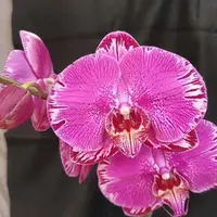Phalaenopsis Spark '8381' 3.0"