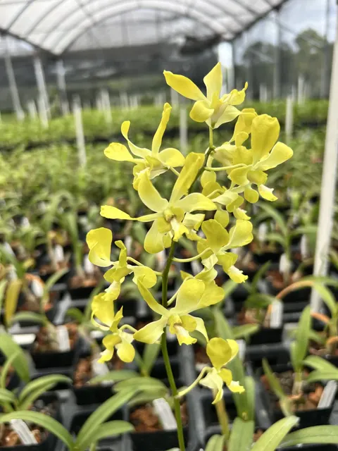 Dendrobium Banana Ancheng (Dendrobium)