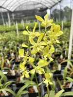 Den. Banana Ancheng