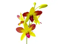 Dendrobium Gift by God