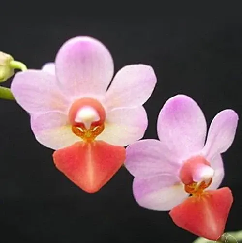 Phalaenopsis Liu's Cute Angel
