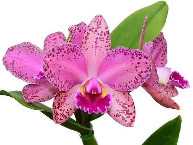 Rhyncholaeliocattleya Durigan 'Aquarius'
