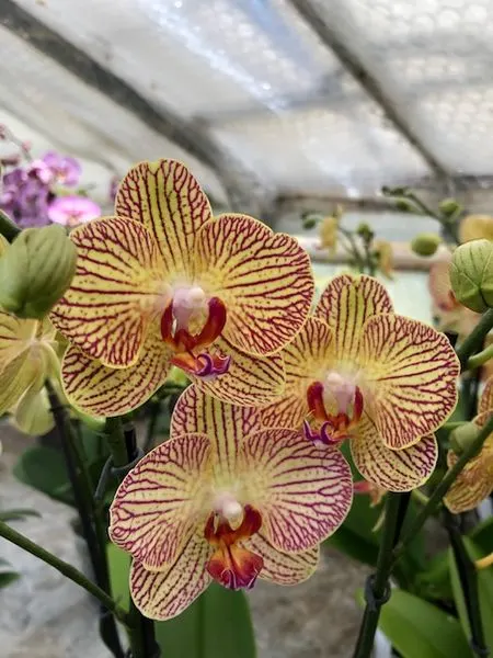 Phalaenopsis 'Orange Stripe'