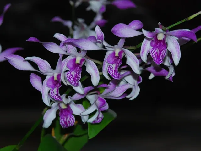 Dendrobium Caesar Stripe (Dendrobium)