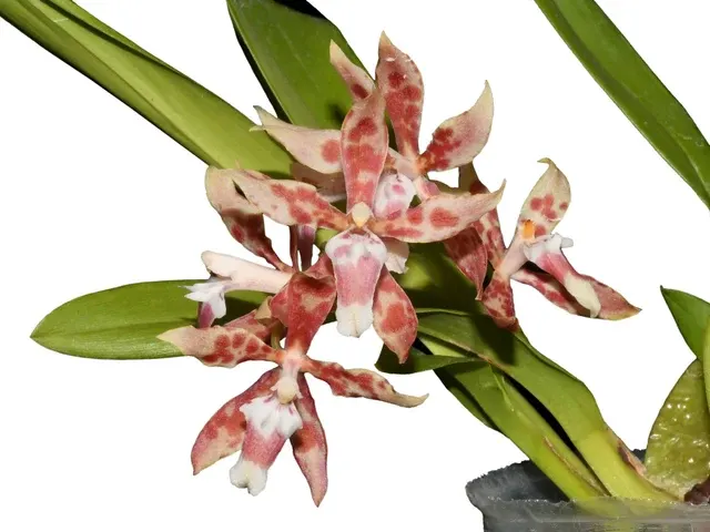 Oncidium Dr. Diego Vazquez (Oncidium)