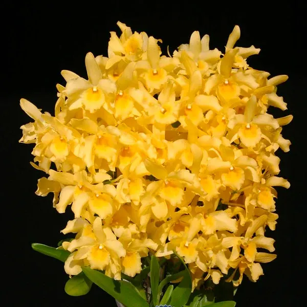 Dendrobium Yellow Song 'Candy' (Dendrobium)