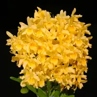 Dendrobium Yellow Song Candy Orchid Plant - BS