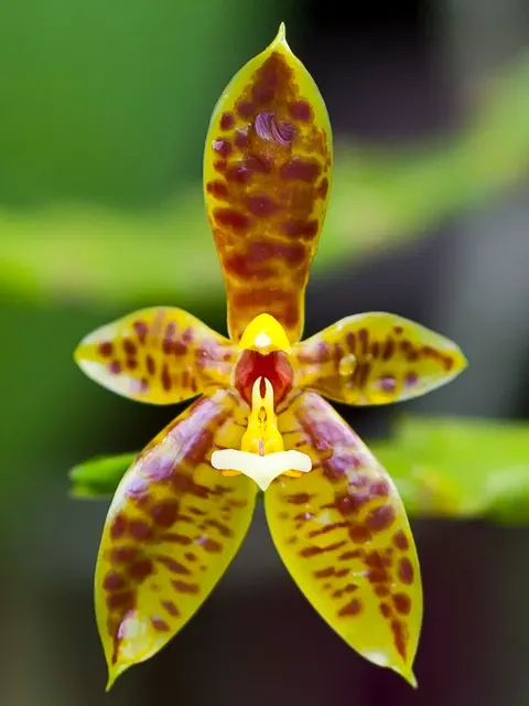 Phalaenopsis cornu-cervi x doweryensis