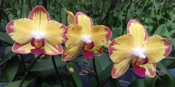 Phalaenopsis Orchid ‘Breezes’