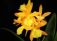 Chz. Hsinying Naranja 'Golden Sunshine' (B. nodosa x Rth. Young-Min Orange) (M485) (Hybrid) Chz.=Cahuzacara / B.=Brassavola / Rth.=Rhyncattleanthe