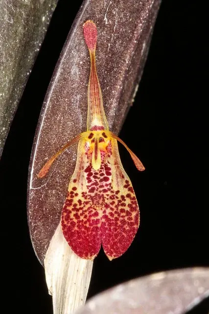 Restrepia muscifera (Restrepia)