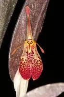 Restrepia muscifera