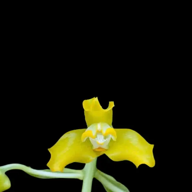 Grammangis ellisii var alba