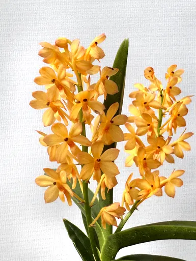 Ascocentrum aurantiacum 'Yellow Bees' (Ascocentrum)