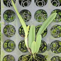 Cattleya gaskelliana var. coerulea × sib 2.5" Fragrant