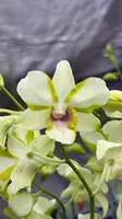 Den. Dragon Jade — In Bud/Spike