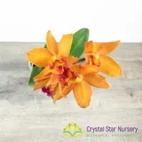 Rth Shinfong Little Sun 'Golden Boy' x (Blc Oconee x Cattleya Black Jack)