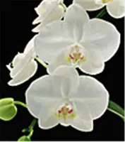 Phalaenopsis aphrodite var. formosanum 'FANGtastic 4N' (aphrodite 'Ben Yu' AM/AOS x aphrodite 'Monte Vista' HCC/AOS)