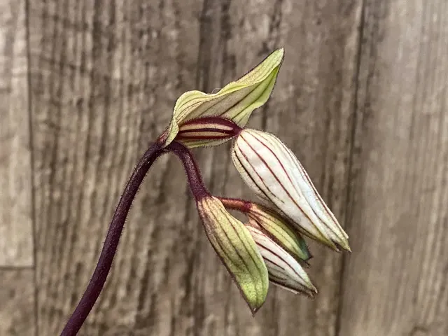 Paphiopedilum philippinense 'Compact Form'
