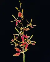 Renanthera vietnamensis